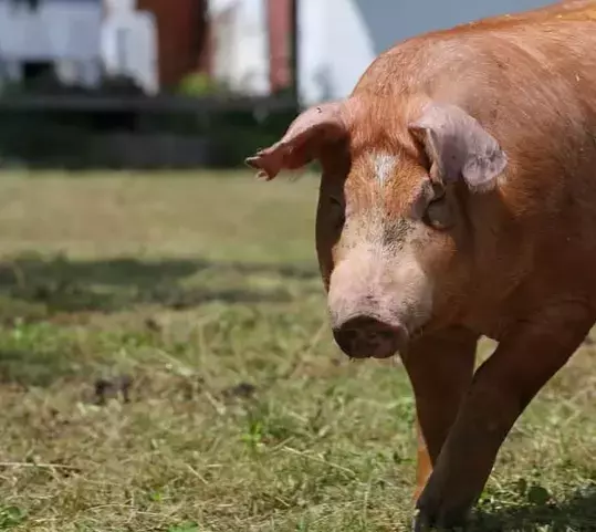 Duroc D'olives verkrijgbaar bij Slagerij Mestdagh Moonens in Pittem